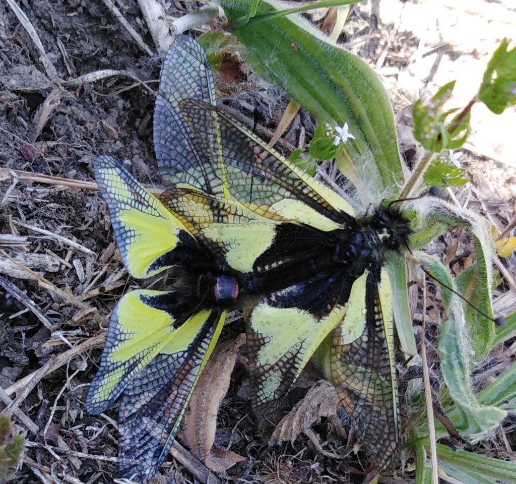 insetto mai visto:  Libelloides coccajus